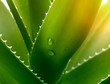 Aloe Vera with water drops