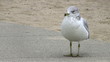 Seagull on a walkway at a beach Seagull on a walkway at a beach