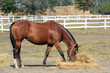 horse eating hay