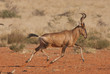Red hartebeest running