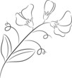 Sweet pea