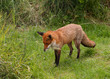 fox standing in a clearing
