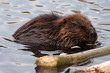 beavers
