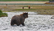 Küstenbraunbären  wildlife Katmai/Alaska
