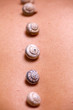 Muscheln
