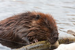 beavers