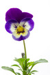 Hornveilchen (Viola cornuta, Stiefmütterchen), freigestellt