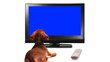 HD - Puppy is watching TV HD - Puppy is watching TV