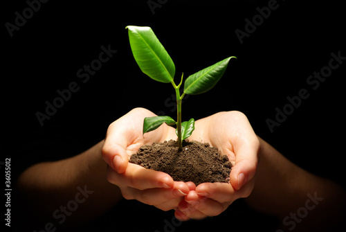 Photo: plant in hands plant in hands