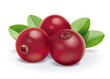 Illustration: Cranberries Cranberries