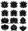 Lotus Set 4