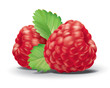 illustration of raspberrys