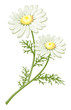 chamomile