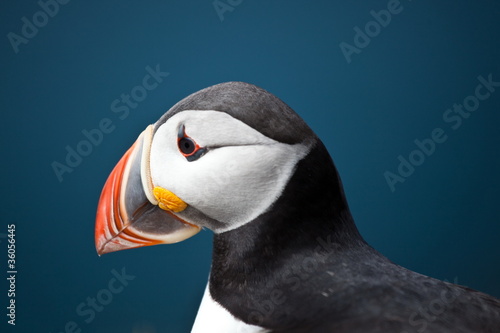 Photo: Papageientaucher Papageientaucher