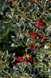 Houx commun (Ilex aquifolium)