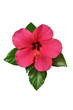 Hibiskusblüte freigestellt
