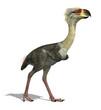 Phorusrhacos Longissimus