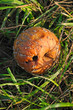 windfall apple