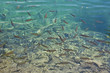 Trout fish shoal in clear turquoise water of a lake Trout fish shoal in clear turquoise water of a lake