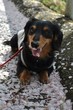 a dog with cherry blossoms