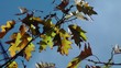 Herbstfarben - Blätter - Himmel