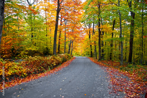 Photo: Fall foliage Fall foliage