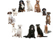 la rondes des races canines ; bouvier,labrado,amstaff