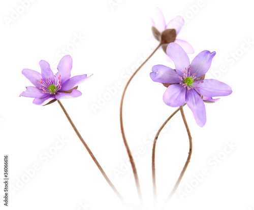 Photo: Hepatica Hepatica