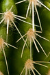 Kaktus Macro