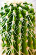 Kaktus Macro