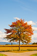 Herbstlaub