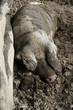 Dreckiges, glückliches Schwein