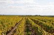 vignes d'automne 29