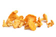 Chanterelles bunch