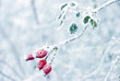 Vereiste Hagebutte Rosa canina