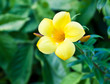 yellow crocus flower yellow crocus flower
