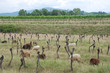 Photo: Rows of Derelict Grape Vines with Sheep Rows of Derelict Grape Vines with Sheep