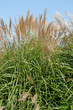 Silberfahnengras - Miscanthus sacchariflorus