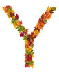 The letter Y made from autumn maple tree leaves.