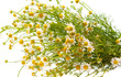 .Medical daisy