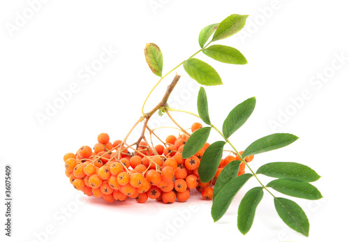 Photo: .rowanberry .rowanberry