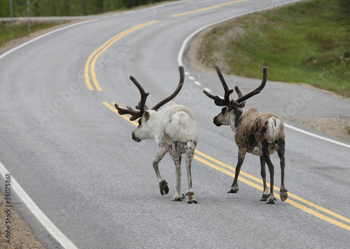 Photo: Reindeer Walking in Road Reindeer Walking in Road