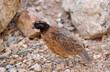 Bobwhite Quail