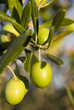 Olives