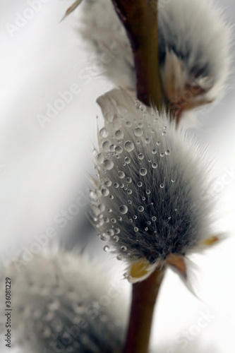 Photo: Tautropfen auf Palmkätzchen Tautropfen auf Palmkätzchen