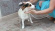 Bagno cane