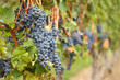 Okanagan Grapes Ready for Harvest Okanagan Grapes Ready for Harvest