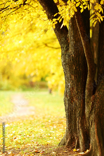 Photo: autumn park autumn park