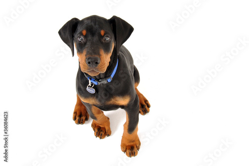 Photo: Dobermann puppy sitting Dobermann puppy sitting