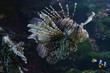 Rotfeuerfisch